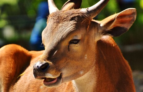 Wild zoo hellabrunn photo