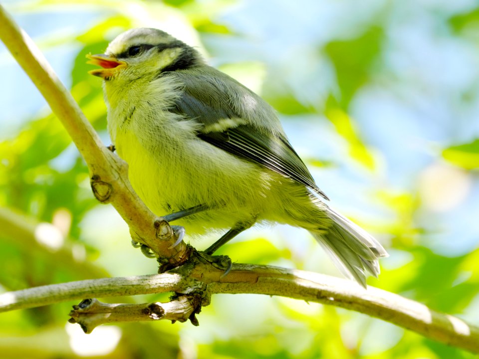 Blaumeise.Jungvogel.Nahaufnahme