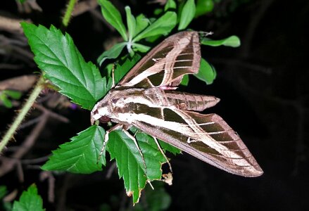 Insect wings markings