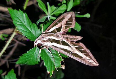 Insect wings markings photo