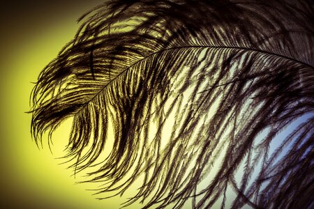 Strauss close up bird feather