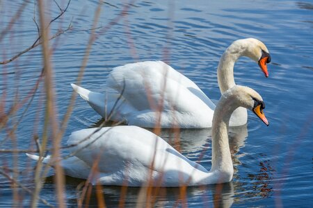 Wildlife tranquil lake