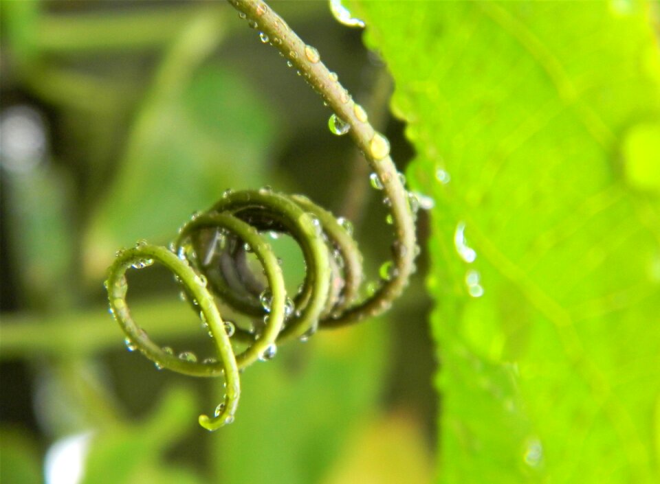 Plant agriculture bean