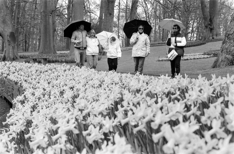 Bloemenpark Keukenhof in de regen, Bestanddeelnr 934-4271