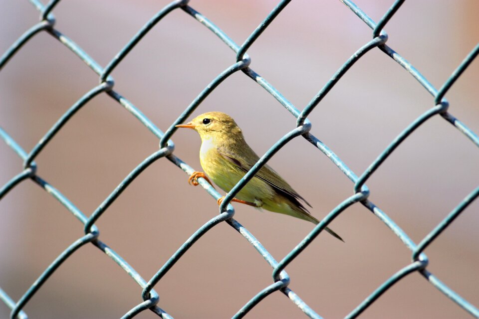 The warbler bird yellow