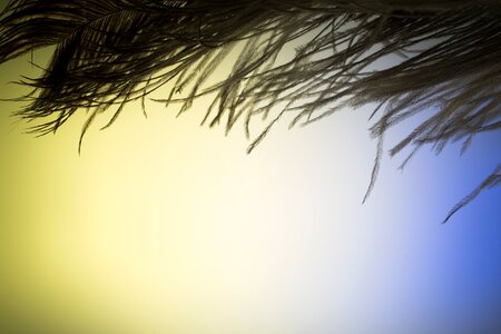 Strauss close up bird feather