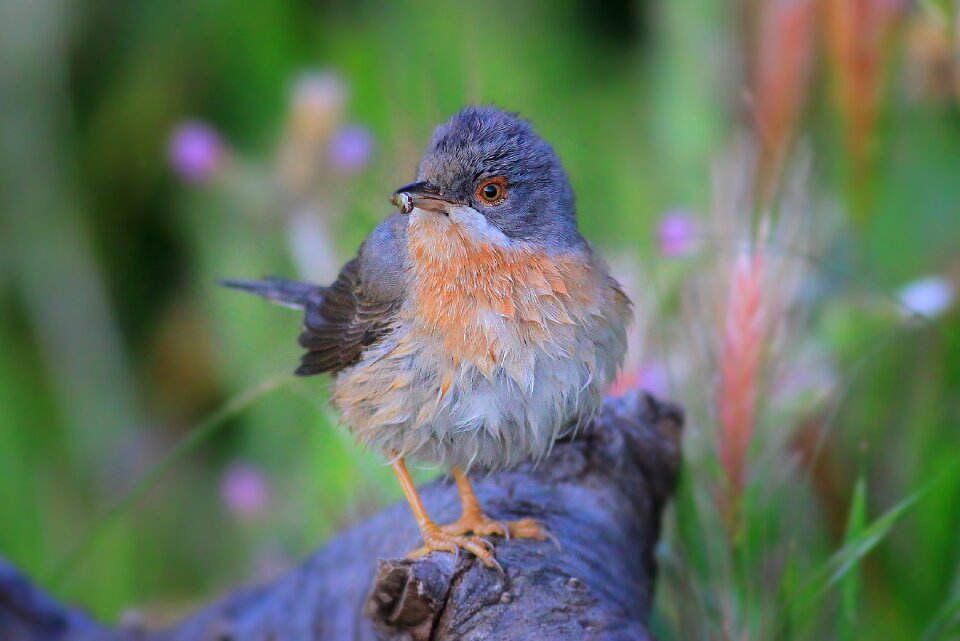 Subalpine warbler babbler sylvia cantillans