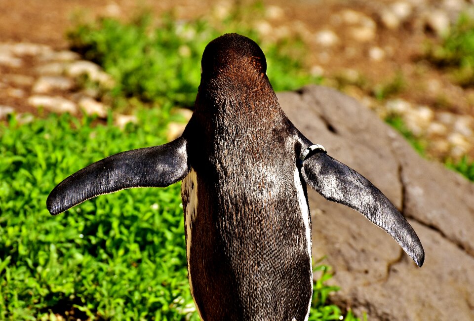 Water bird bill water