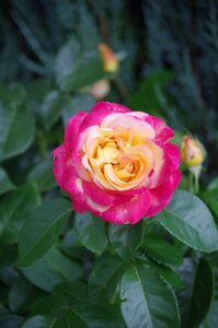Pink flowers summer
