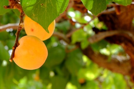 Apricot nature fruit
