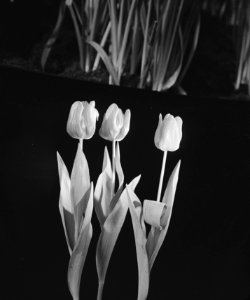 Bloemententoonstelling Sassenheim. Tulpen, Bestanddeelnr 901-4825