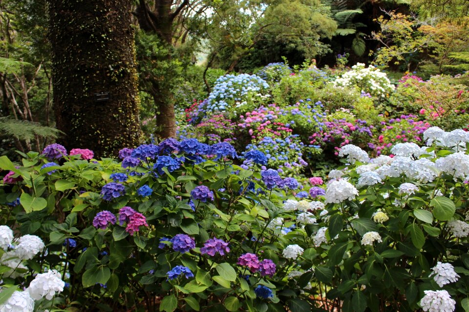 Flowers blossom spring