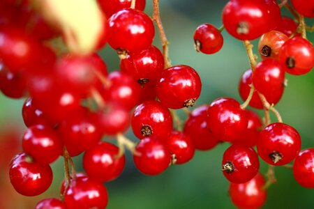 Nature fruits red photo