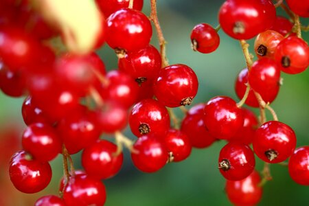 Nature fruits red