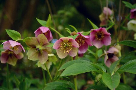 Hellebore helleborus hahnenfußgewächs