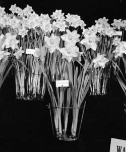 Bloemententoonstelling Sassenheim. Narcissen, Bestanddeelnr 901-4824