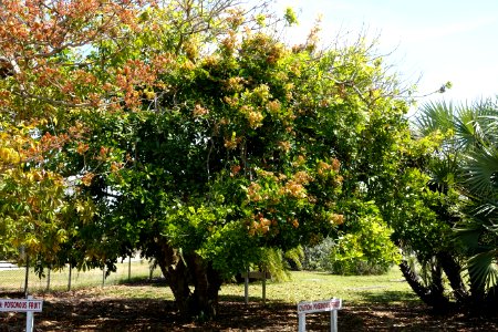Blighia sapida - Fruit and Spice Park - Homestead, Florida - DSC09014