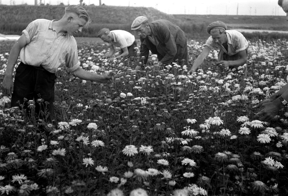 Bloemenzaadteelt Enkhuizen, Bestanddeelnr 901-7938