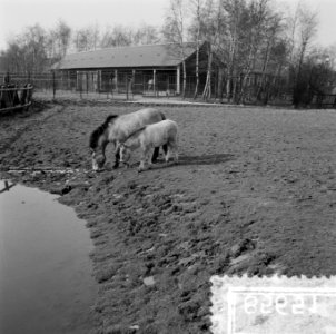 Blijdorp Rotterdam. Przewalski-paardjes Anna en dochter Walski, Bestanddeelnr 908-5651