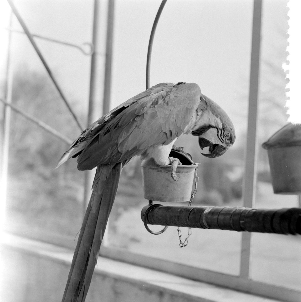Blijdorp Rotterdam. Papegaai, Bestanddeelnr 908-5658