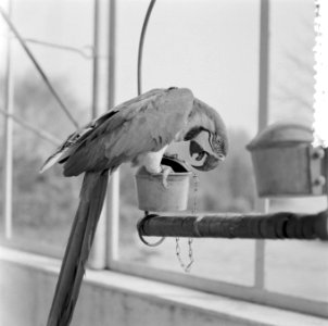 Blijdorp Rotterdam. Papegaai, Bestanddeelnr 908-5657