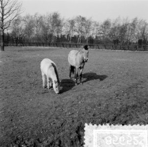 Blijdorp Rotterdam. Przewalski-paardjes Anna en dochter Walski, Bestanddeelnr 908-5652