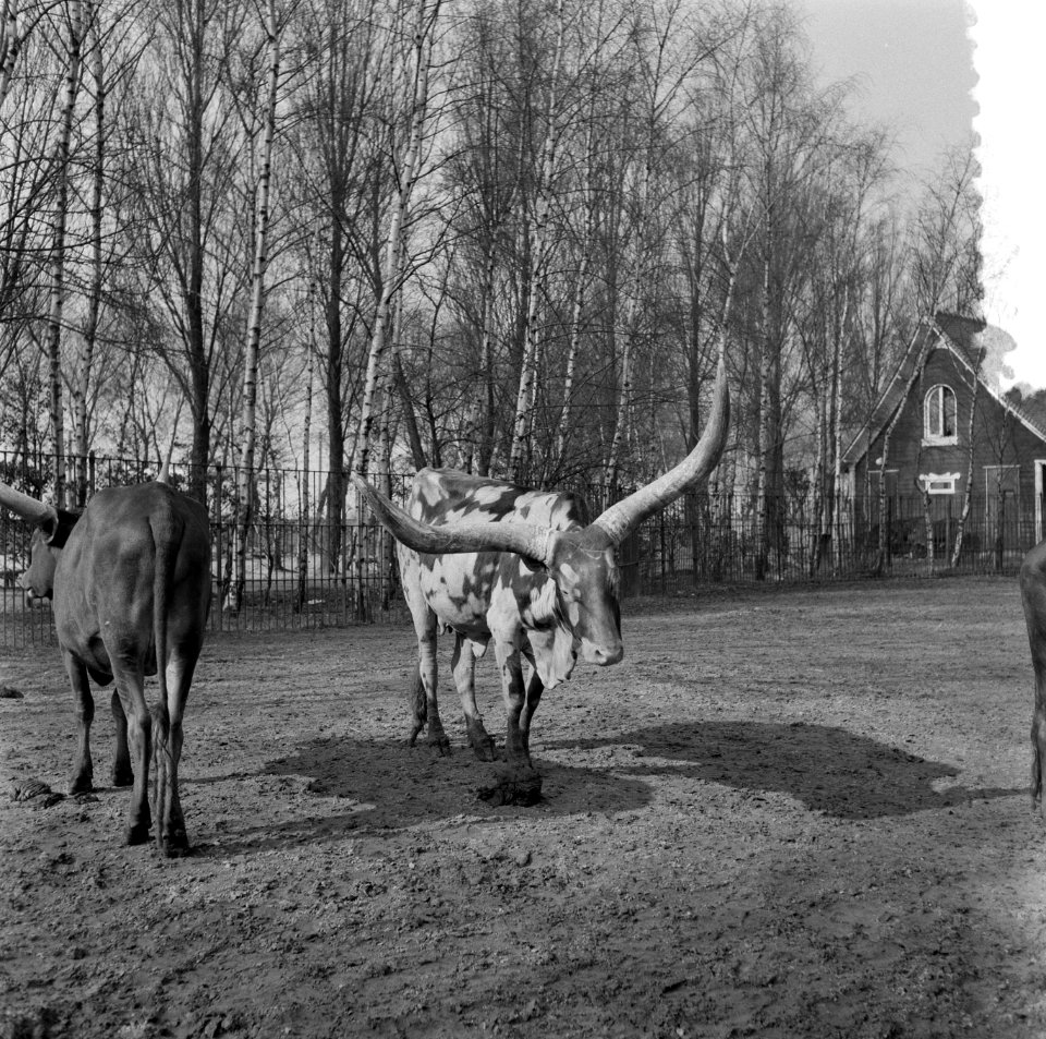 Blijdorp Rotterdam. Aziatische rendieren, Bestanddeelnr 908-5654