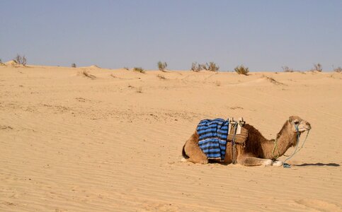 Desert camel dromedary camel photo
