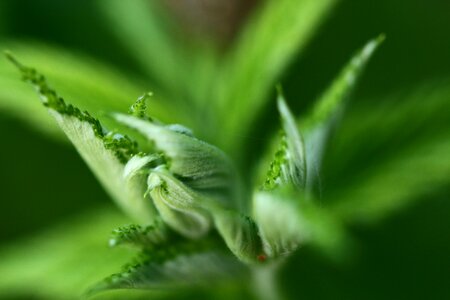 Fruit bush leaves