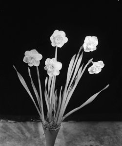 Bloemententoonstelling Sassenheim. Narcissen, Bestanddeelnr 901-4826