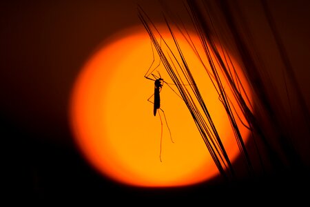 Silhouette insect grasshopper
