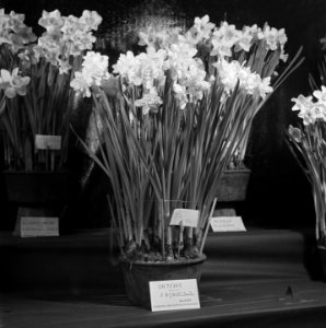 Bloemententoonstelling, Bestanddeelnr 901-3838