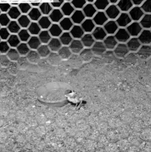Blijdorp Jongste is 4cm hoog (zwartborst pluvier) Ma pluvier en spruit, Bestanddeelnr 913-5469