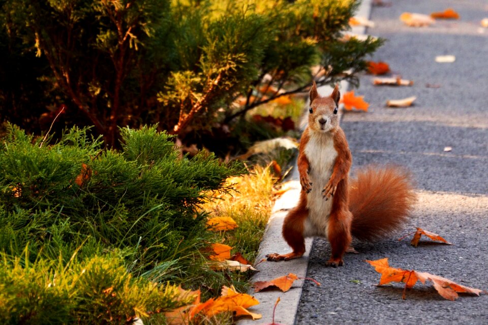 Animals rodent in the park