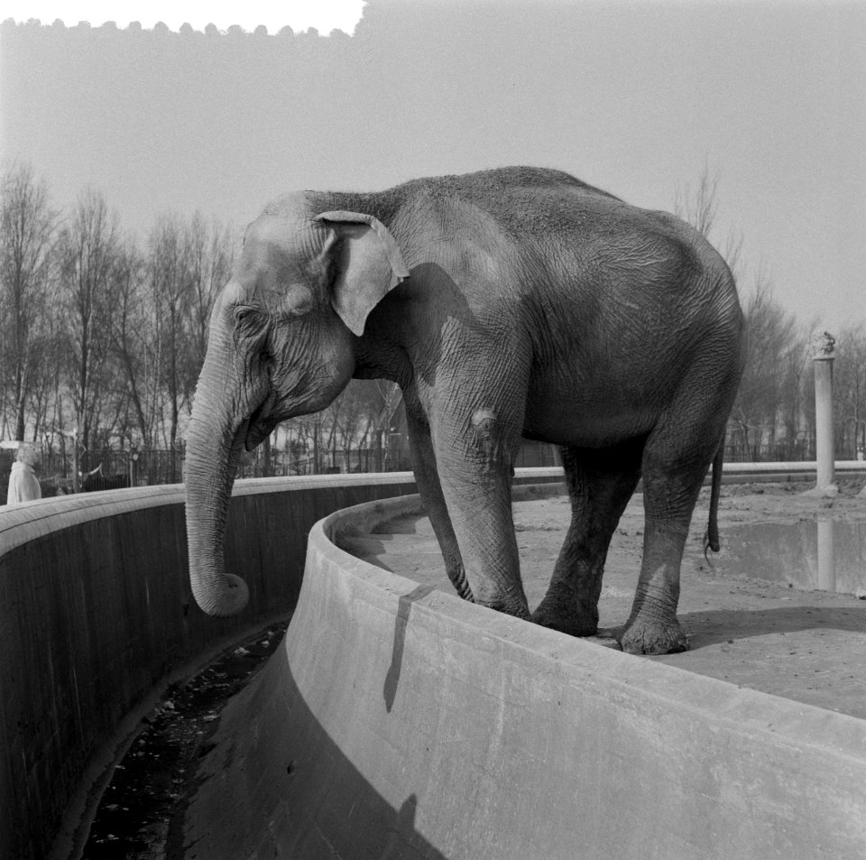 Blijdorp Rotterdam. Olifant, Bestanddeelnr 908-5650