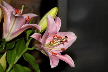 Bloom pistil blossomed