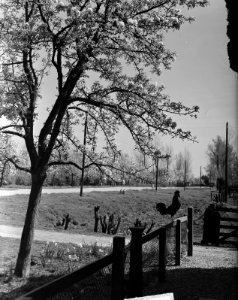 Bloesem in Meteren in de Betuwe Gevel met kip, Bestanddeelnr 903-3179