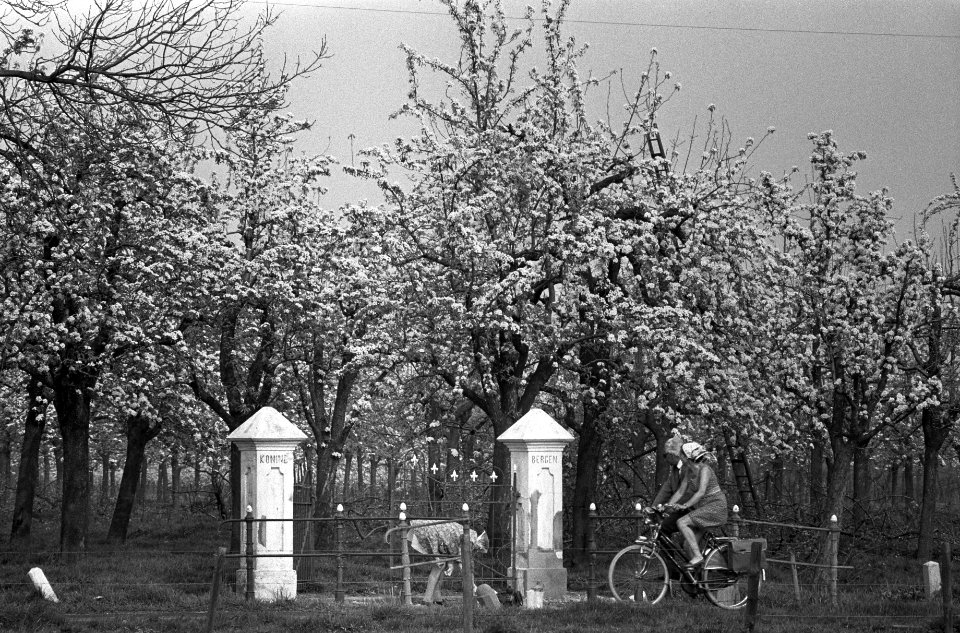 Bloesem in de Betuwe, kerse- en perebomen in bloei, Bestanddeelnr 927-1213