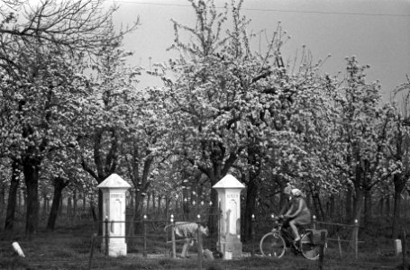 Bloesem in de Betuwe, kerse- en perebomen in bloei, Bestanddeelnr 927-1213