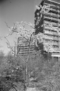 Bloesemboom bij flat in Amsterdam Noord, Bestanddeelnr 925-5207