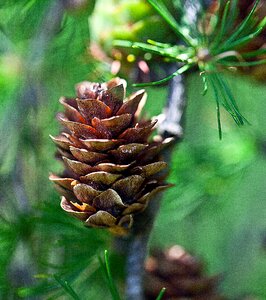 Nature tree sprig photo