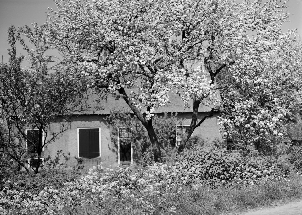 Bloesem Appeldijk te Beesd nabij landgoed Mariënwaard Noordelijke Linge nabij , Bestanddeelnr 162-1231