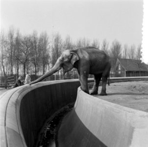 Blijdorp Rotterdam. Olifant, Bestanddeelnr 908-5648