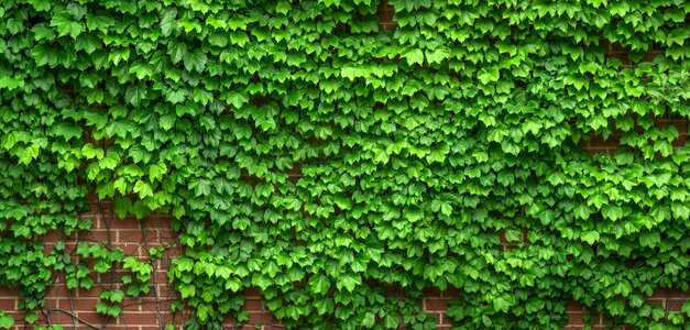 Plants hwalyeob nature
