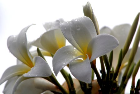 Blooming Plumeria After Rain (258758987)