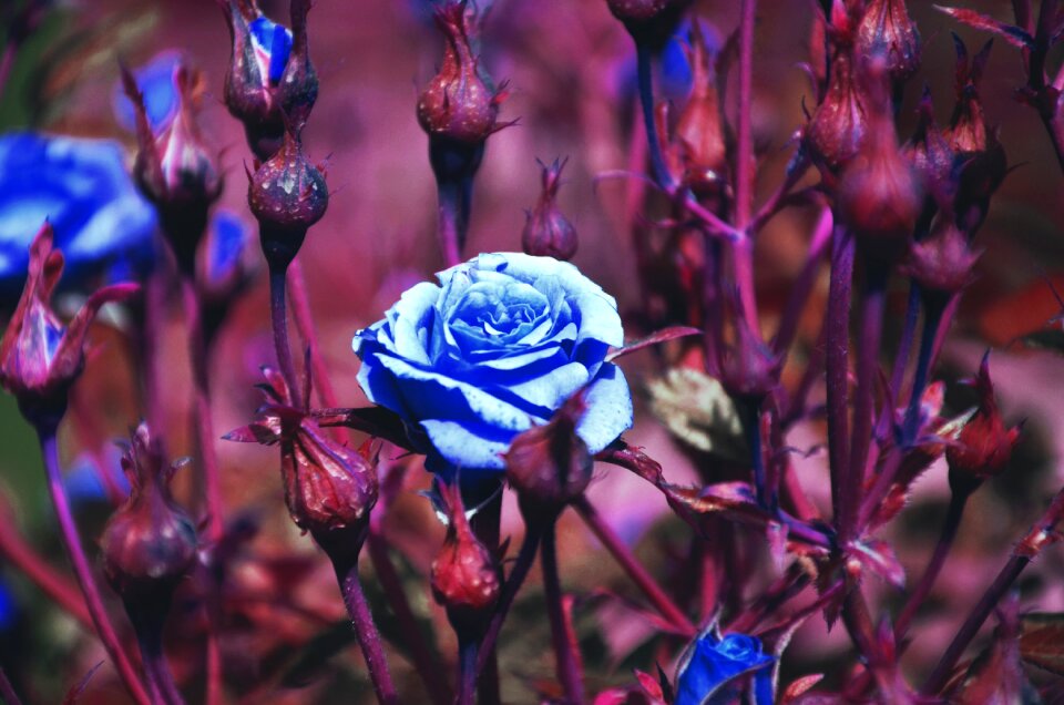 Handsomely bouquet composition