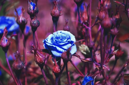 Handsomely bouquet composition