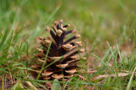 Conifer forest pine