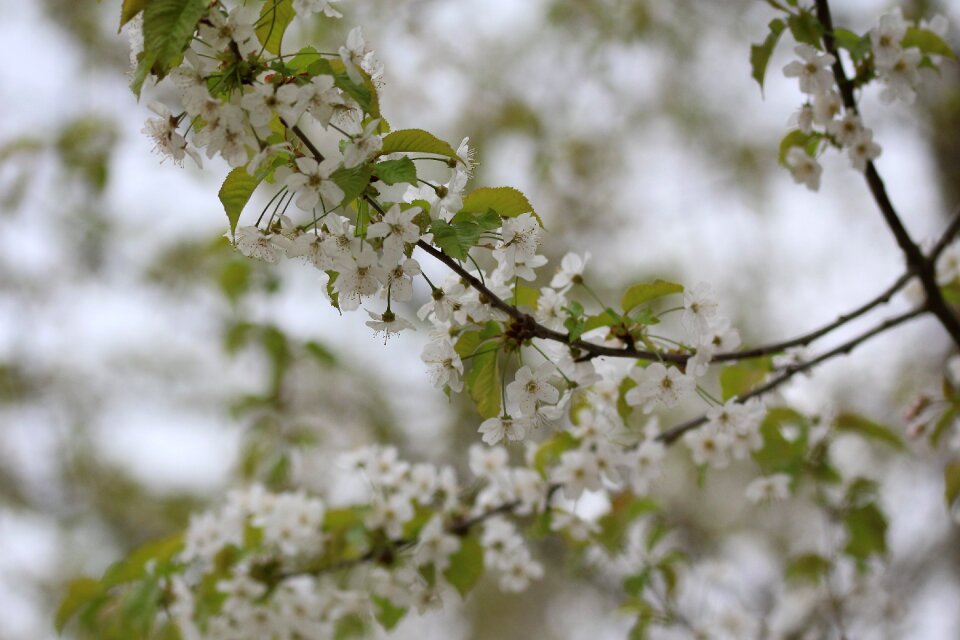 Blossom bloom nature