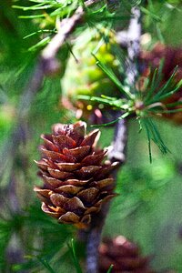 Nature tree sprig photo